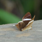 Tailed Judy (image by Craig Robson)