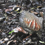 Taiwan Partridge (image by Dave Farrow)