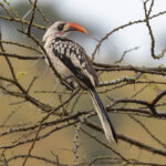 Tanzanian Red-billed Hornbill (image by Nik Borrow)