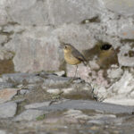 Tawny Antpitta (image by Trevor Ellery)