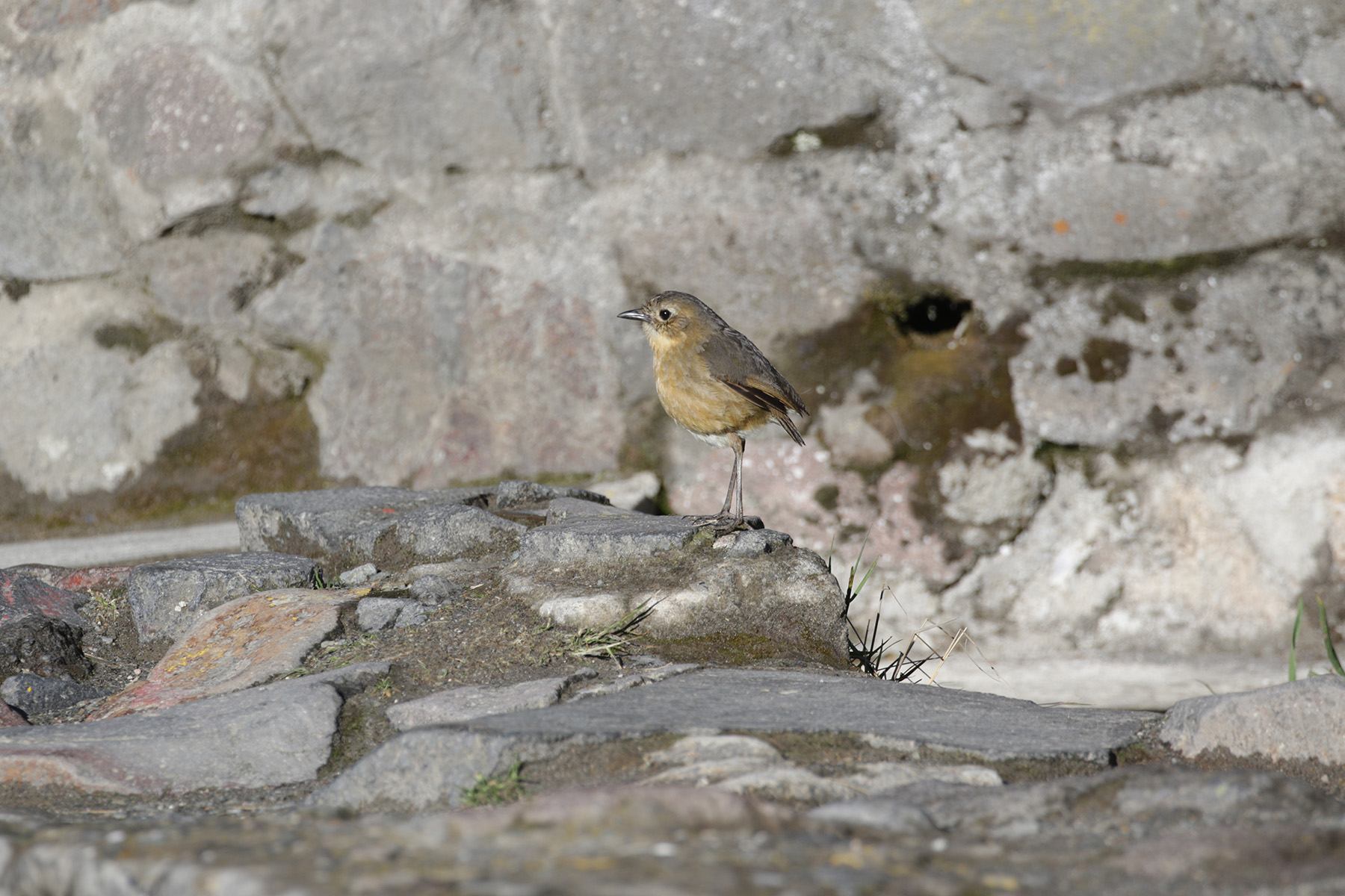Tawny Antpitta (image by Trevor Ellery)