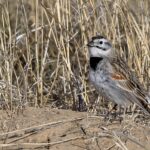Thick-billed Longspur (image by Paul van Giersbergen)