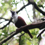 Three-wattled Bellbird (image by Leo Garrigues)