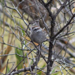Timberline Wren (image by Leo Garrigues)