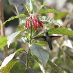 Tolima Blossomcrown (image by Trevor Ellery)