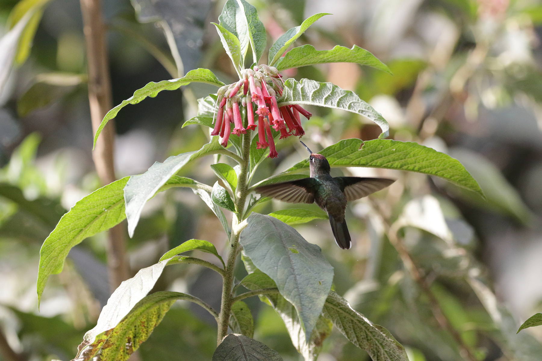 Tolima Blossomcrown (image by Trevor Ellery)