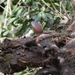 Tolima Dove (image by Trevor Ellery)