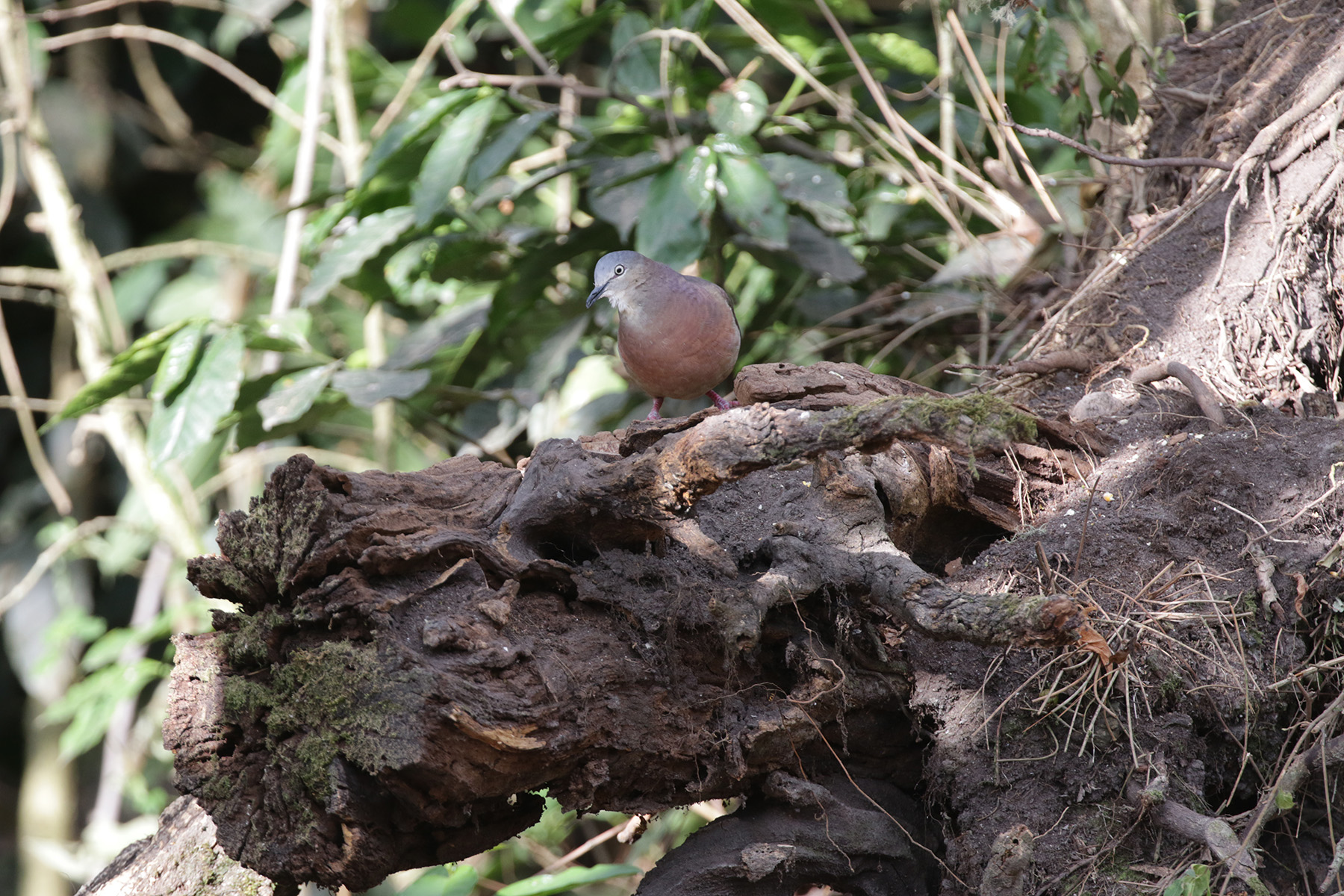 Tolima Dove (image by Trevor Ellery)