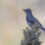 Townsend's Solitaire (image by Paul van Giersbergen)