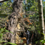 Treefall at Mount Aural (image by Craig Robson)