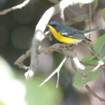Tropical Parula (image by Trevor Ellery)
