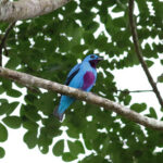 Turquoise Cotinga (image by Leo Garrigues)