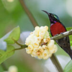 Van Hasselt's Sunbird (image by Sophal Chen)