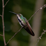 Veraguan Mango (image by Leo Garrigues)
