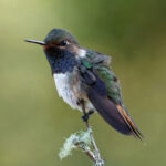 Volcano Hummingbird (image by Leo Garrigues)