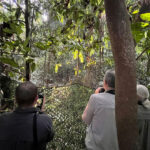 Watching Malayan Banded Pitta at Taman Negara (image by Craig Robson)