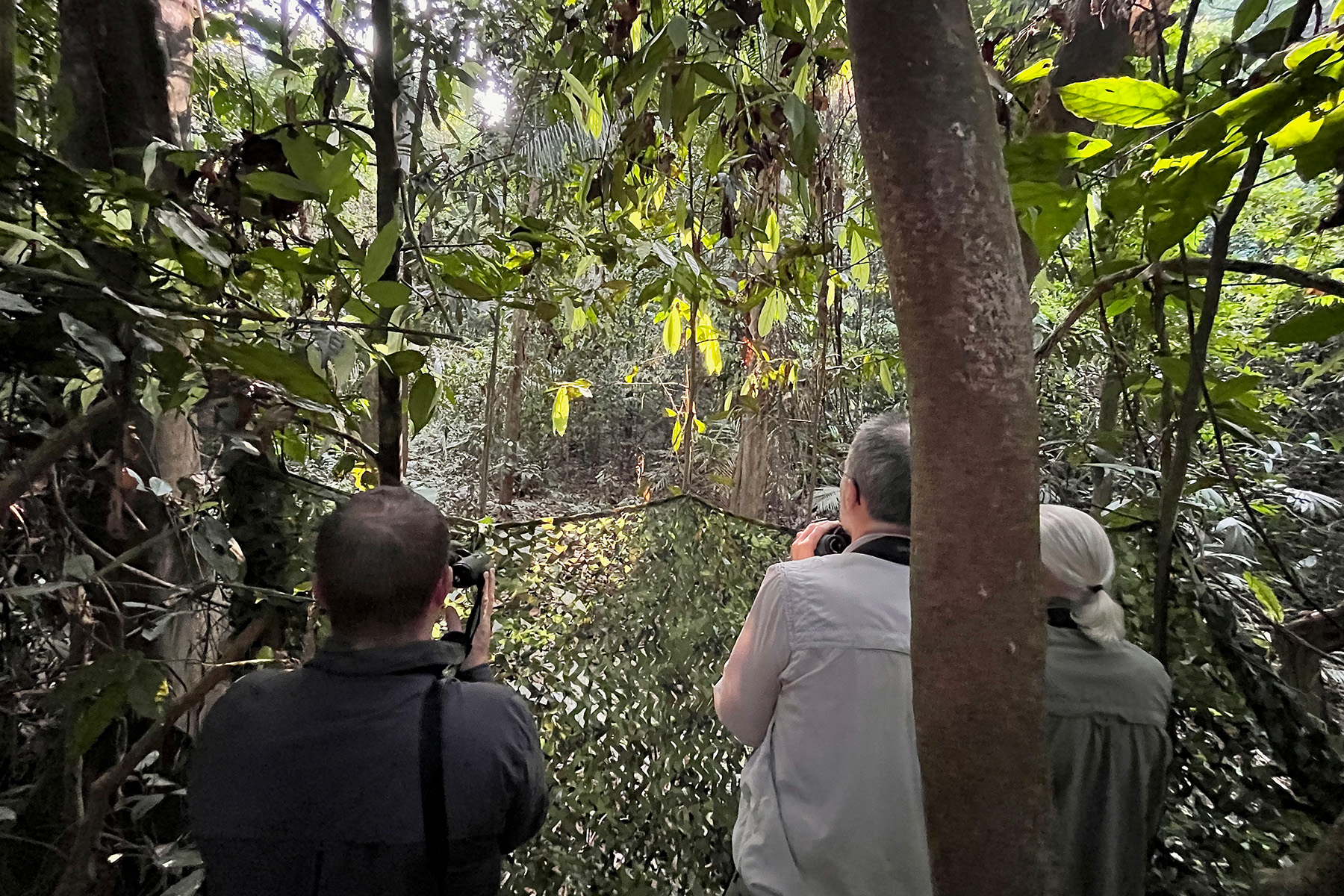 Watching Malayan Banded Pitta at Taman Negara (image by Craig Robson)