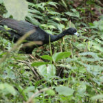 Wattled Guan (image by Trevor Ellery)