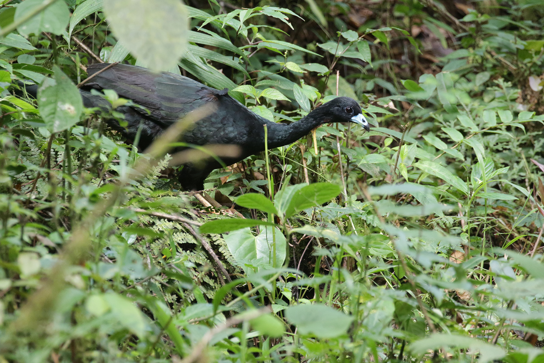Wattled Guan (image by Trevor Ellery)