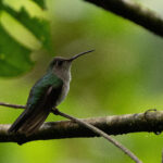 Wedge-tailed Sabrewing (image by Anthony Kaduck)