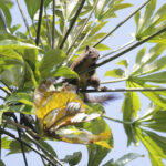 Western Dwarf Squirrel (image by Trevor Ellery)