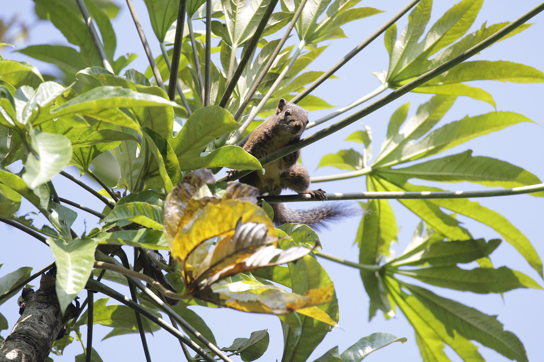 Western Dwarf Squirrel (image by Trevor Ellery)