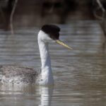 Western Grebe (image by Paul van Giersbergen)