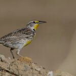 Western Meadowlark (image by Paul van Giersbergen)