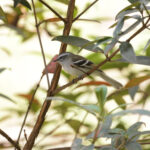 White-banded Tyrannulet (image by Trevor Ellery)