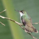White-bellied Emerald (image by Anthony Kaduck)