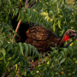 White-browed Guan (image by Leo Garrigues)