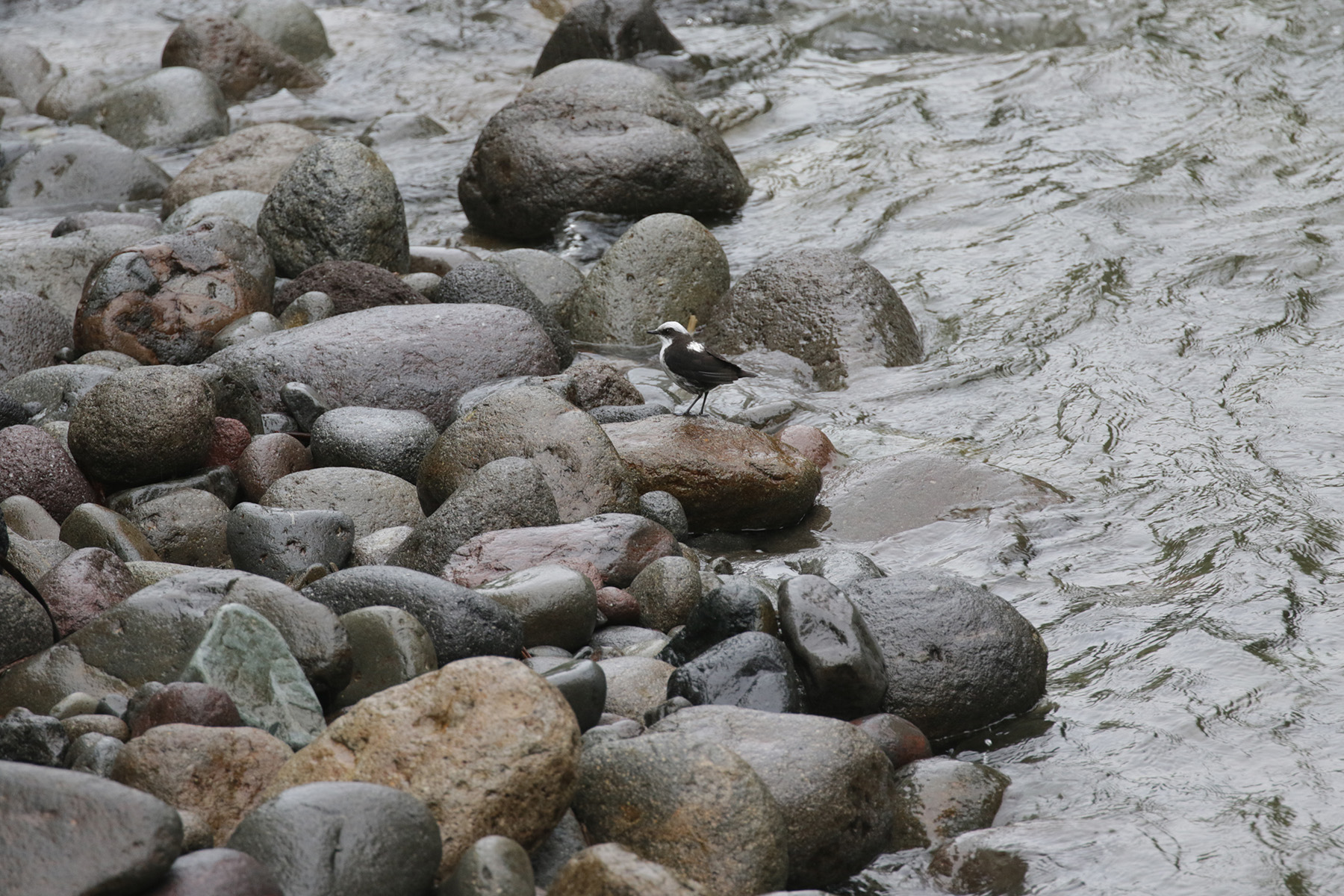 White-capped Dipper (image by Trevor Ellery)