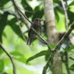 White-chested Puffbird (image by Trevor Ellery)