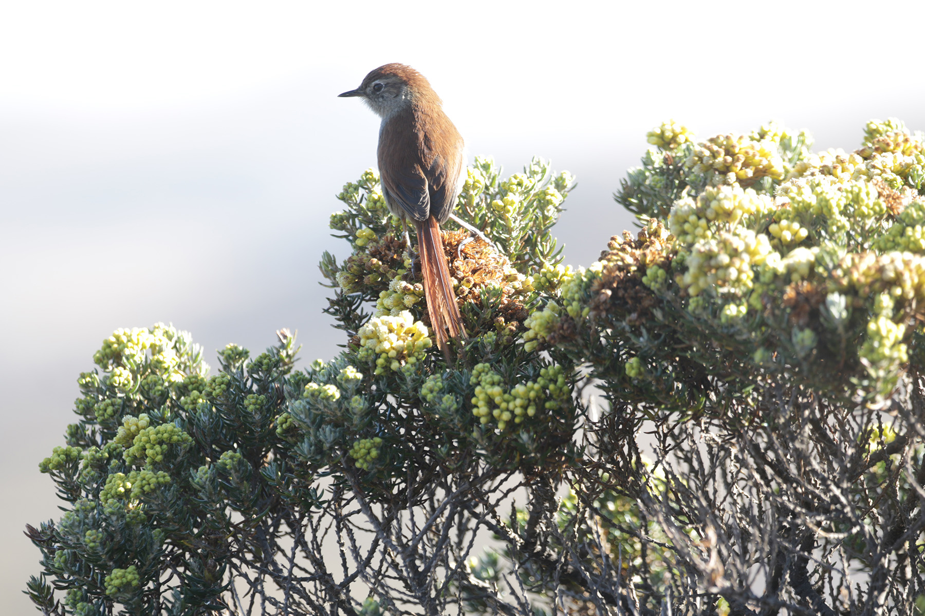 White-chinned Thistletail (image by Trevor Ellery)