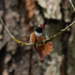 White-crested Coquette (image by Leo Garrigues)