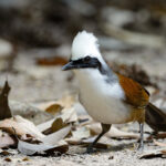 White-crested Laughingthrush (image by Sophal Chen)
