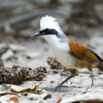 White-crested Laughingthrush (image by Sophal Chen)