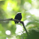 White-crowned Manakin (image by Trevor Ellery)