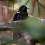 White-fringed Fire-eye (image by Leo Garrigues)
