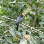 White-fronted Nunbird (image by Trevor Ellery)
