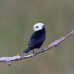 White-headed Marsh Tyrant (image by Leo Garrigues)