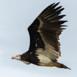 White-headed Vulture (image by Nik Borrow)