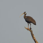 White-shouldered Ibis (image by Craig Robson)