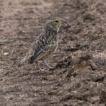 White-tailed Lark (image by Nik Borrow)