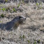 White-tailed Prairie Dog (image by Paul van Giersbergen)