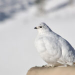 White-tailed Ptarmigan (image by Craig Robson)