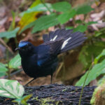 White-tailed Robin (image by Craig Robson)