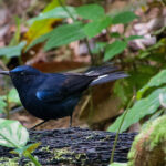 White-tailed Robin (image by Craig Robson)