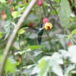 White-throated Daggerbill (image by Trevor Ellery)