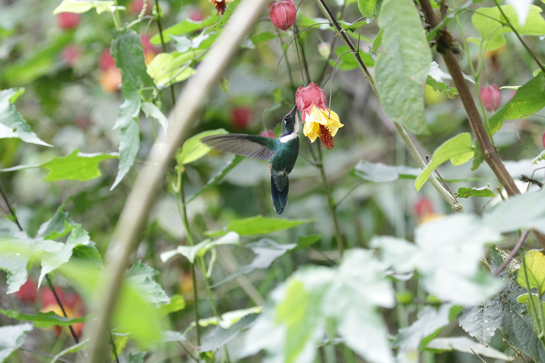 White-throated Daggerbill (image by Trevor Ellery)